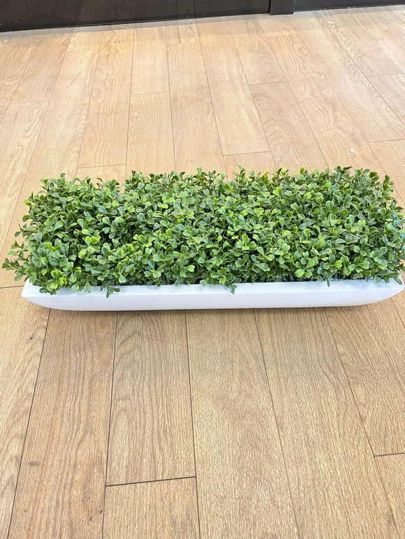 Greenery boxwood