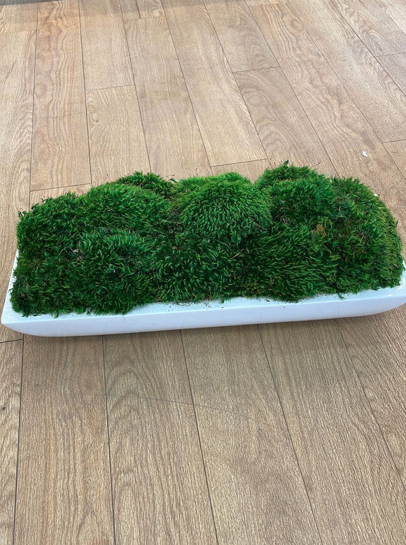 Greenery boxwood