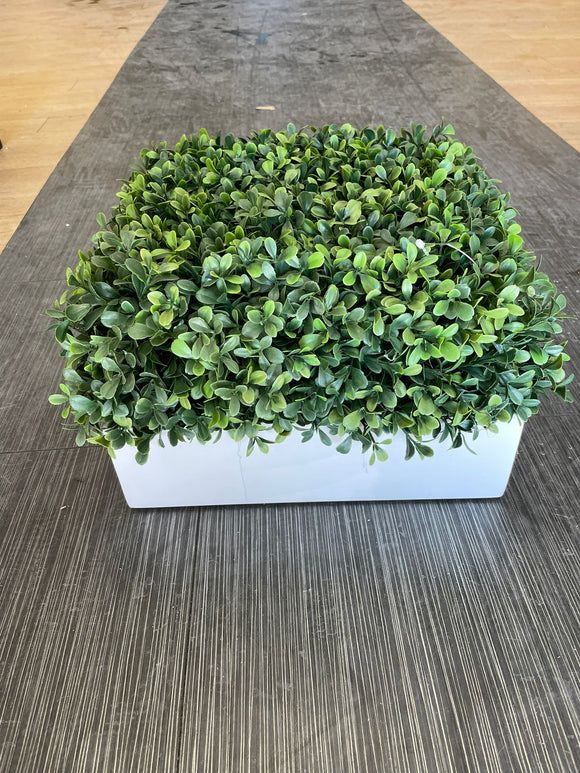 Square Boxwoods Square boxwood with greenery – Trendsettings